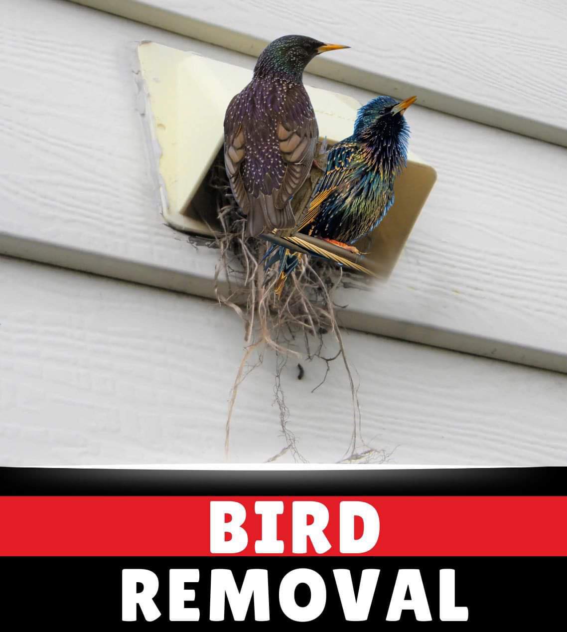 Bird Removal